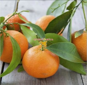 Mandarino dell'Etna. Vendita online mandarini dell'etna